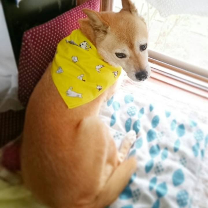 33971a5d a929 4278 8632 b229a6c871f7 1591367754866