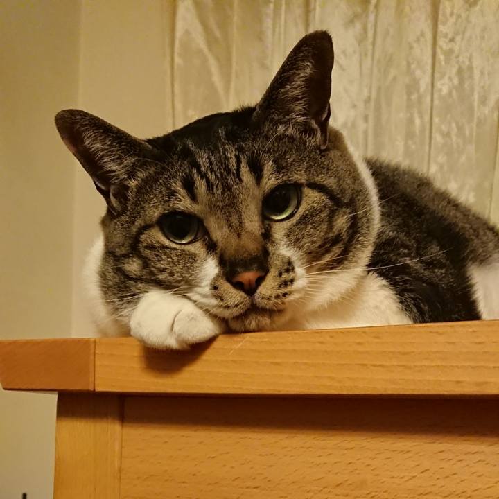 3397fe24 2abd 415a b172 b61450ae1786 1560153872864