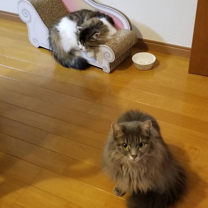 33988a4a d6dc 4351 a37c 1b98646d42d9 1585696356699