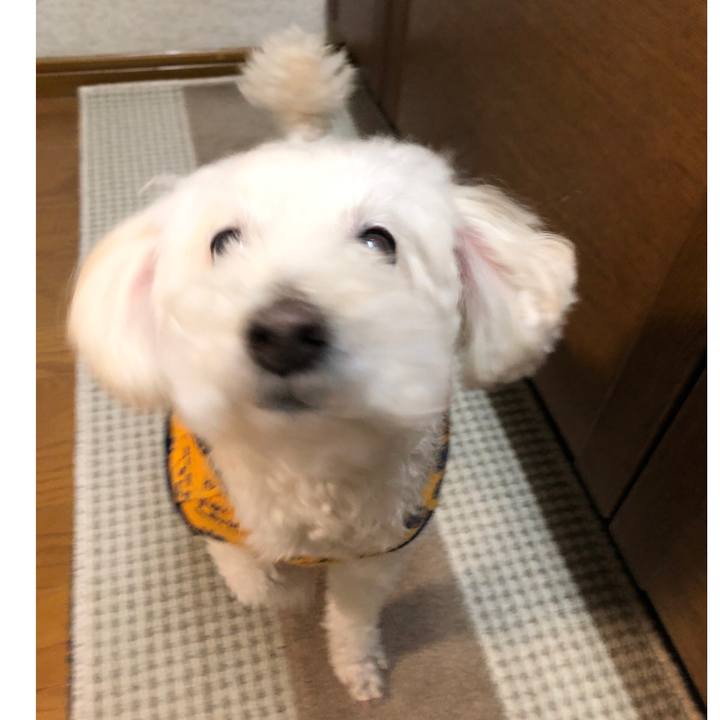 339a10c5 6e72 49b4 b20c 98afba4ba39b 1544870969606