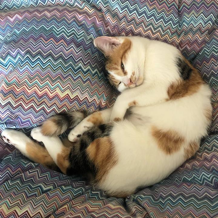 339a2d02 7ced 42f9 83d3 fbc2932ae90a 1573267551378