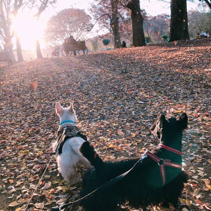 339b1d7e 1a9b 467d aae5 2c7db96f4665 1543914545625