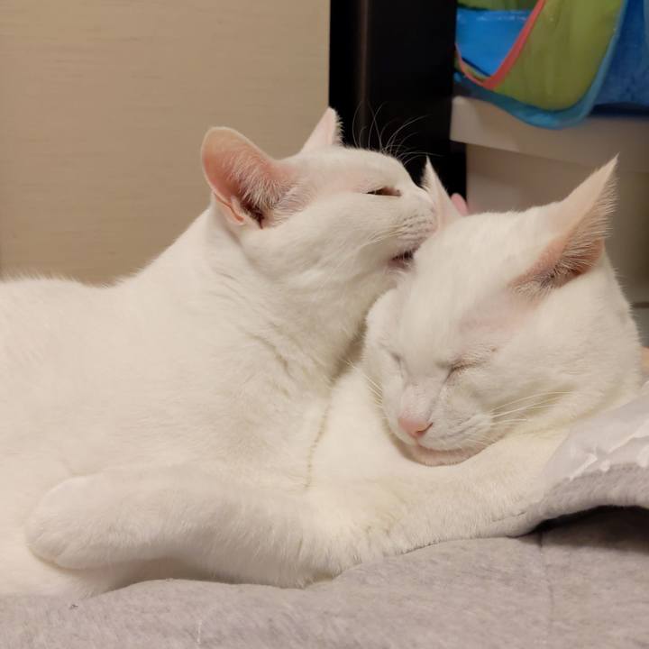 339c0f39 2a2f 4590 881a 0f78254a2320 1648300369119