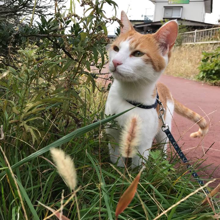 339c9a1a 7c01 459f a8a0 08e475e538c9 1509591477162