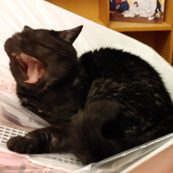 339cc2a1 b52c 4557 82b4 cb5634ca6144 1625361273459