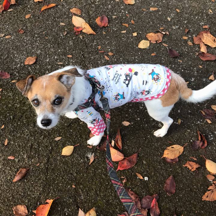 339d1be2 444c 495b ae99 adcd8101f606 1542788540252