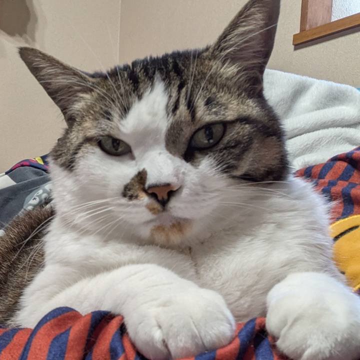 339f086c 6605 4905 856c 055486112b9d 1774744011700