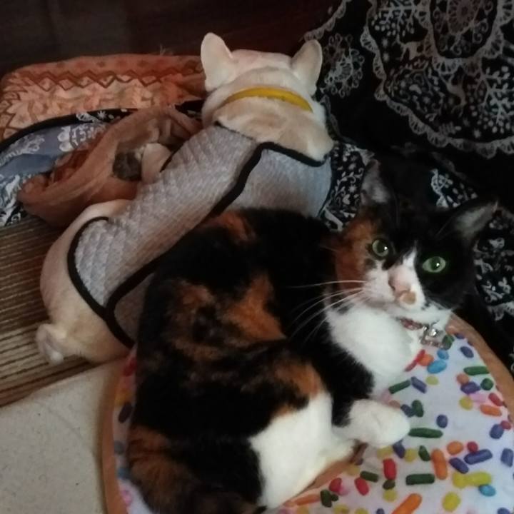 33a09bbd a82f 44d2 8f8a e5426f0bf12a 1543901727809