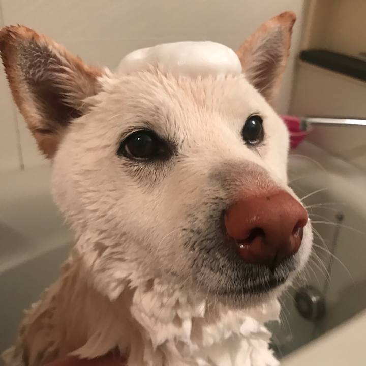 33a6db78 8d4f 4077 ad8b 9fc41c2246f9 1520575620634