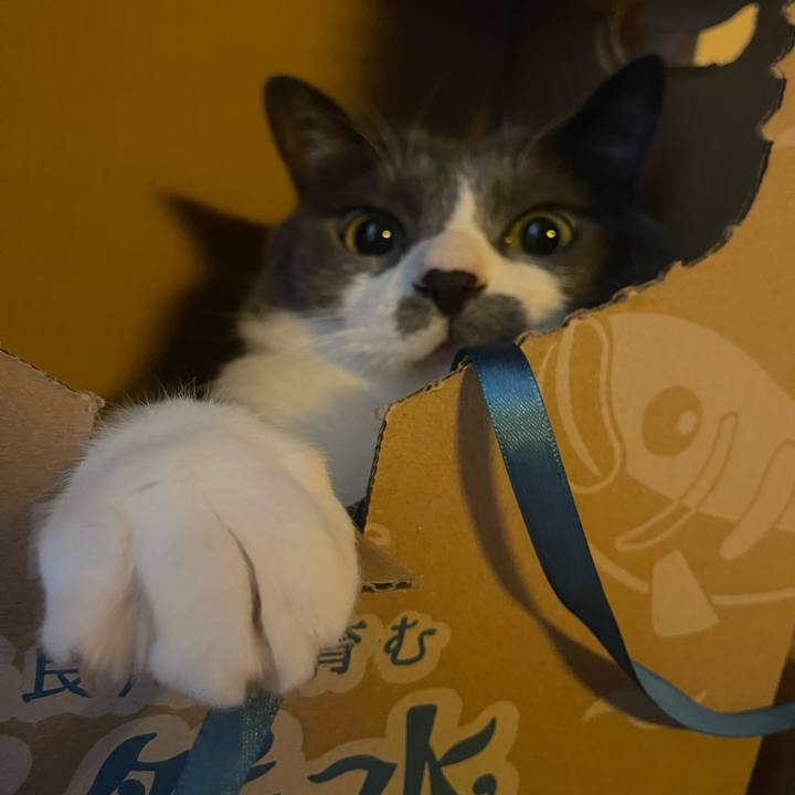 33a7cf8c 95f5 4258 b629 7f499e054869 1748758503844