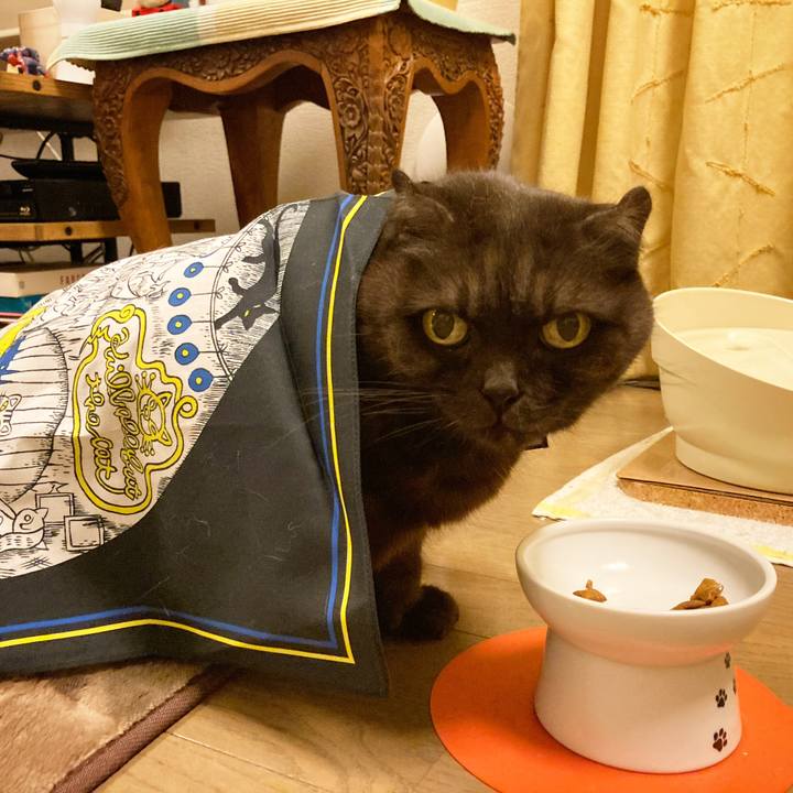 33a9dcf9 253e 4313 a41d e74235fb35bd 1605453317451