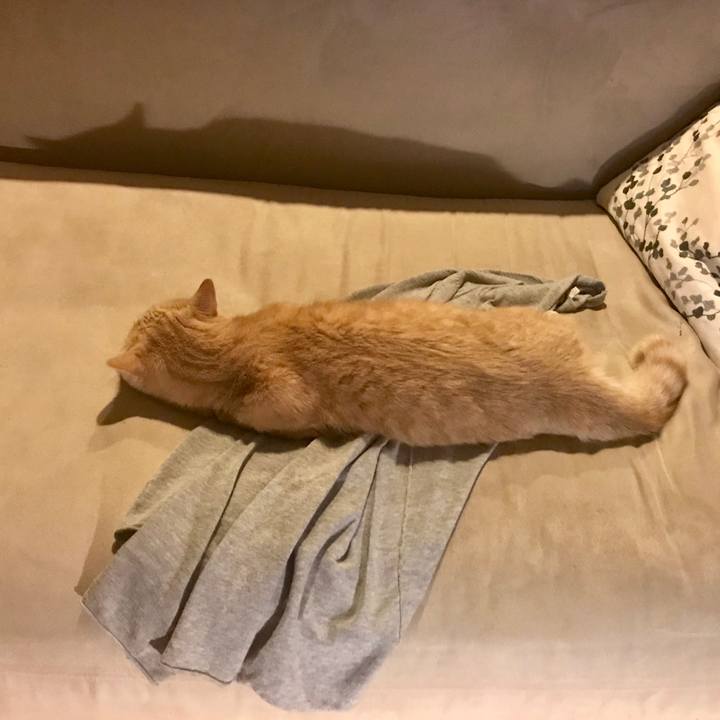 33ac8e66 dae1 443c b758 7161f5a9030c 1544875473576