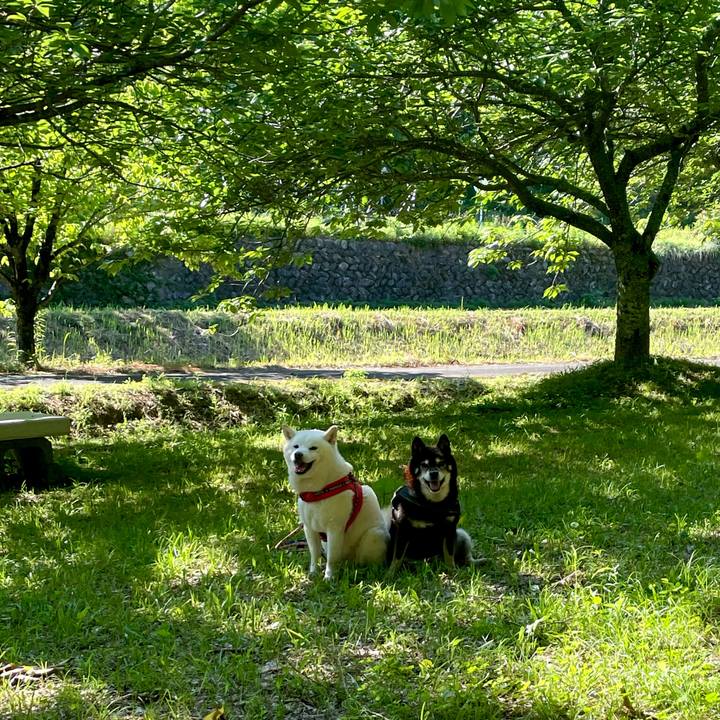 33ad6d73 9697 44b1 98cd 0d8785d8b831 1749094967129