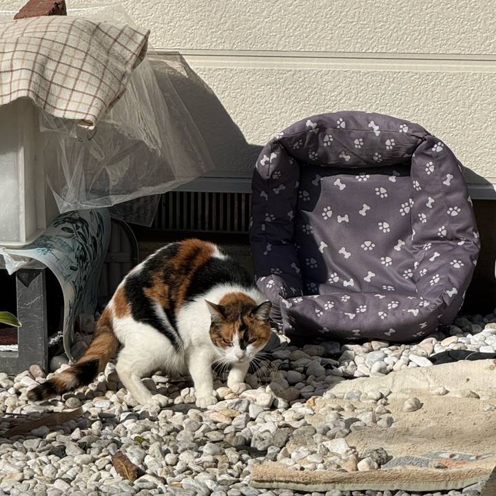 33ae742b 8d8f 495b 95e7 cb1afdc52df9 1762224210345