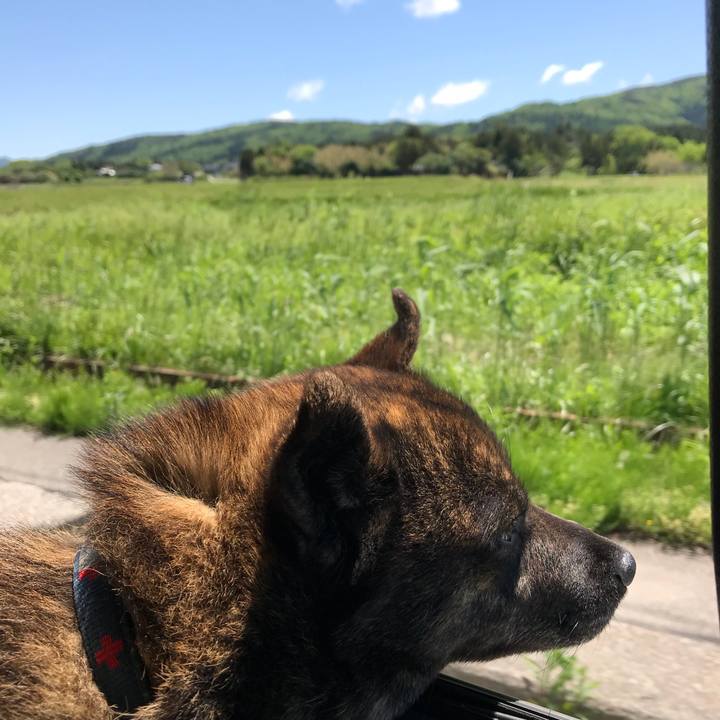 33af07ba a538 43ab 9746 4bda7a8655cc 1526818791124