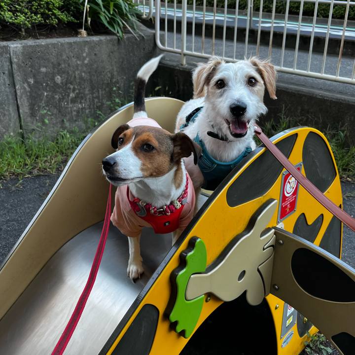 33b0f6de d05c 4764 8ccf 01e90cc7e133 1758888744929