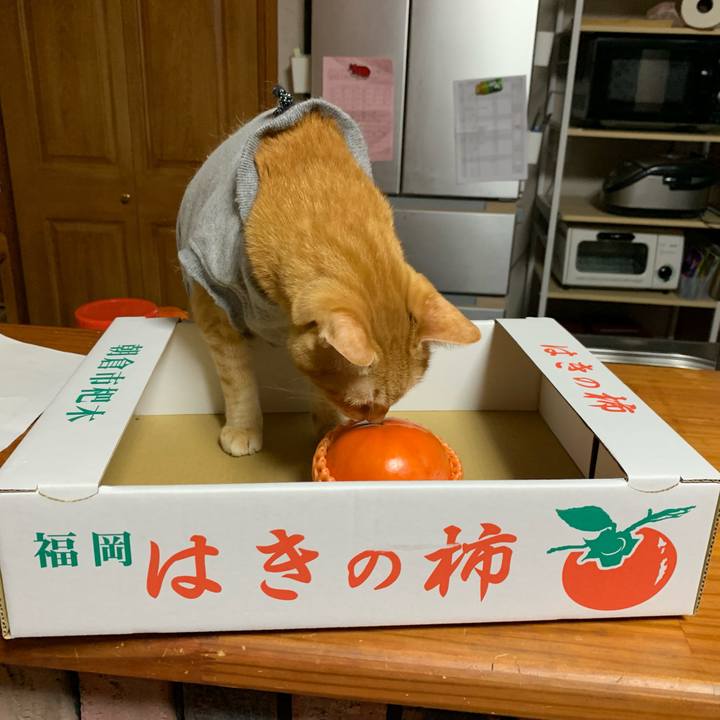 33b2ff15 e91f 4244 bdb4 c37e50fbb070 1639134660956