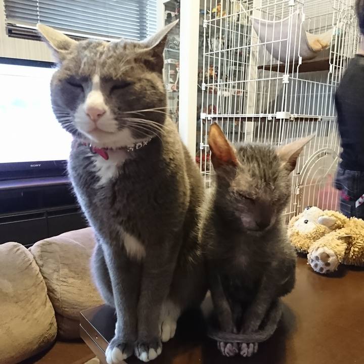 33b7ac53 03e9 456a 925b 07fe36977e2c 1517115485410