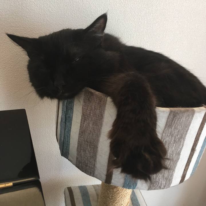 33b81071 85cb 43b5 aa8d ac5c1eedb58f 1533349195358