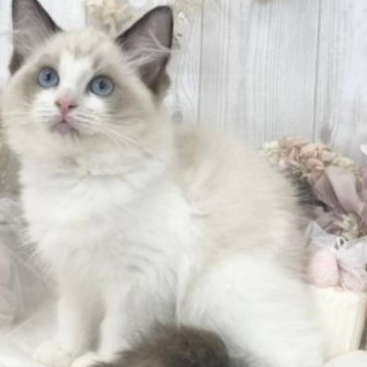 33ba50b4 3e18 4771 b0f0 d88e1dd45480 1664865908587