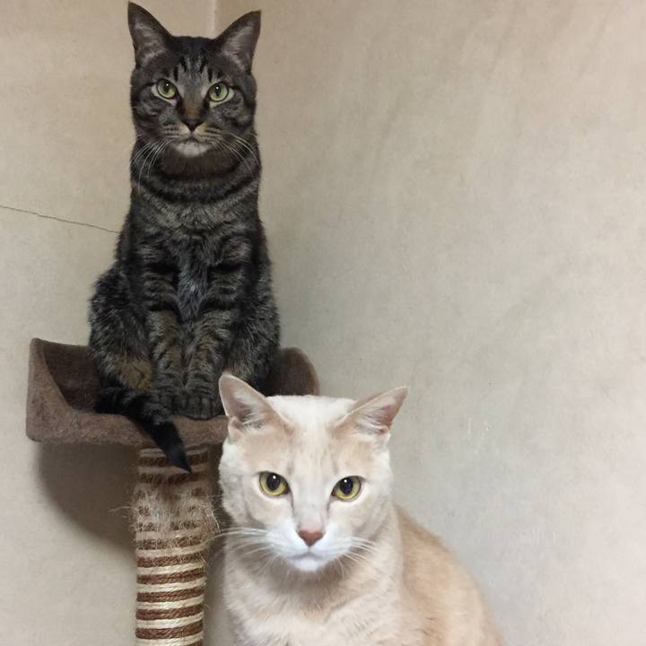 33bf26e2 fb5a 4bde 8f88 b632c6d14a3b 1590135612951