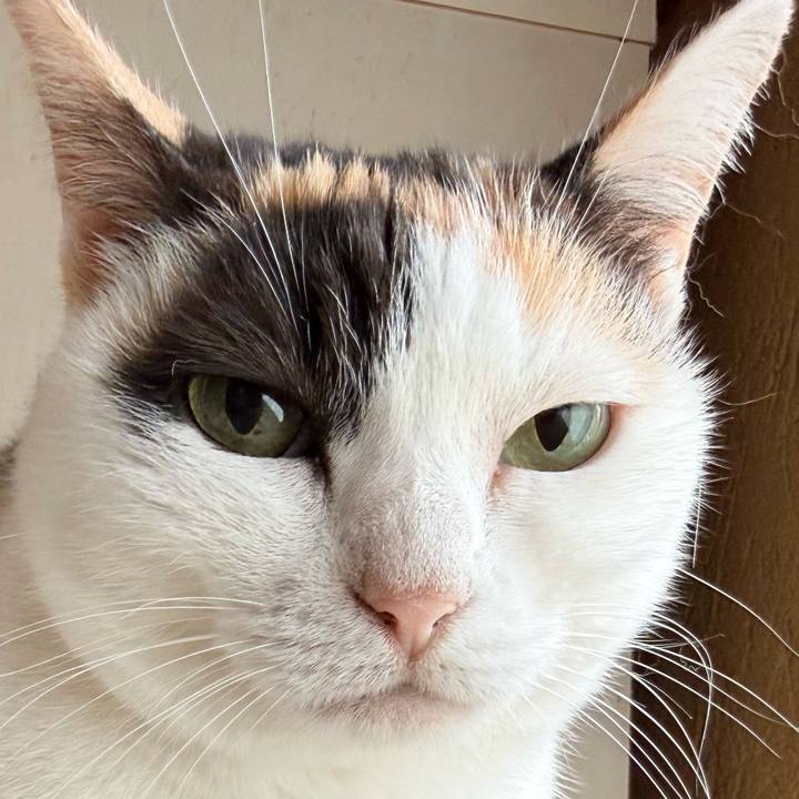 33c1d171 b4da 4f9f 94dd 2523dfec592a 1761615948614