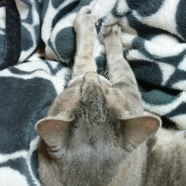 33c2ad3e 9de0 4b49 b70a 332c73b4b34e 1539439827244