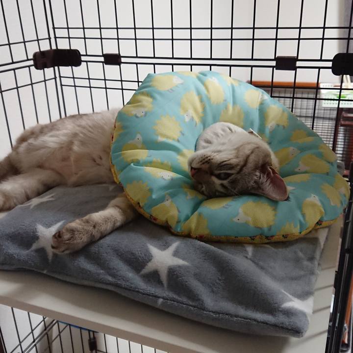 33c80150 225d 4772 91d8 0dd0fdc6e847 1516546022658