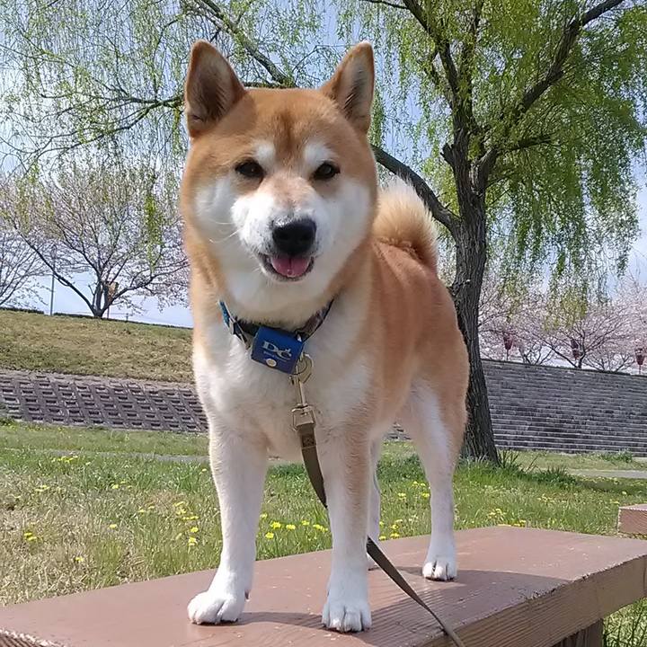 33c8765c e955 47fc b759 26974a904bf7 1586565133471