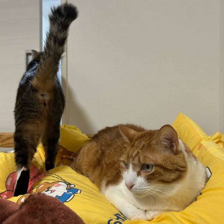 33c9656c 7088 467a 9115 9a7bf47e99a0 1763254423283