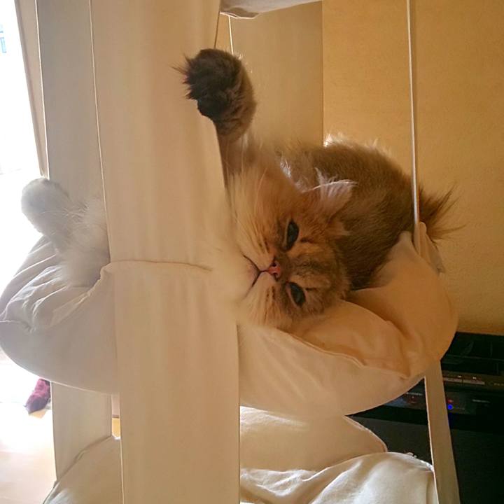 33ca83ac eadf 4a0b 8a4e 804d88db1732 1589081890116