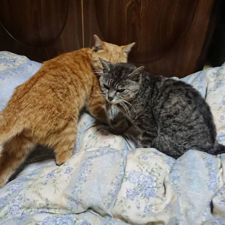 33cf2909 6584 454d 96c0 0fd303382f02 1588679105709