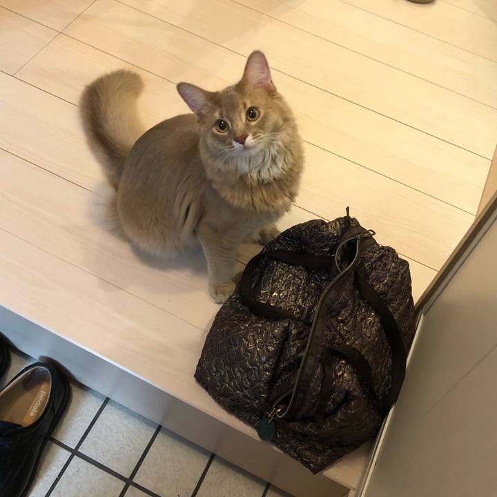 33d350b7 0025 4f41 9784 58bb4712f415 1574213342289