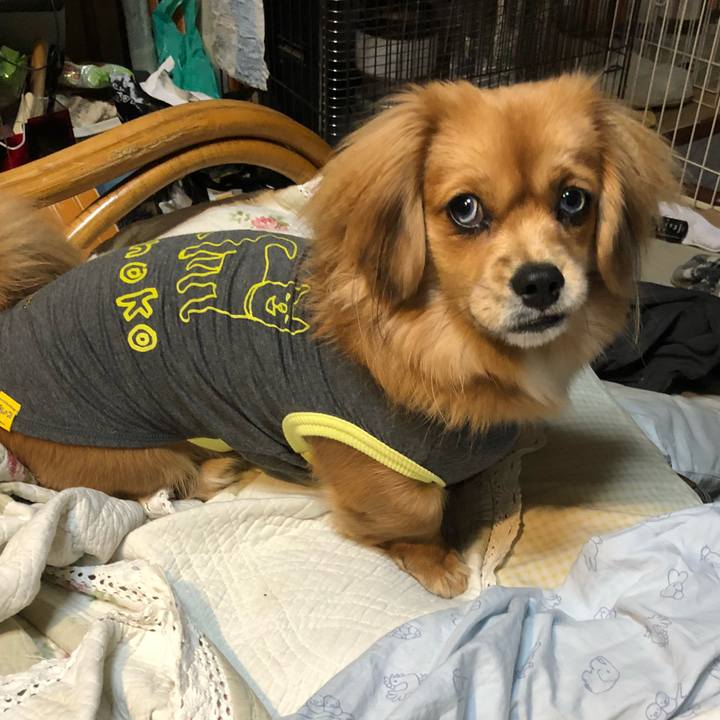 33d393ef 3c6f 4d8c 819b 384b70927989 1512423426124