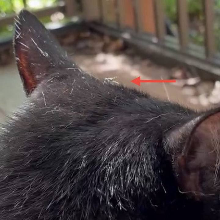 33d75dc4 153b 4b72 903c 42e7d27ef1f0 1757901899108