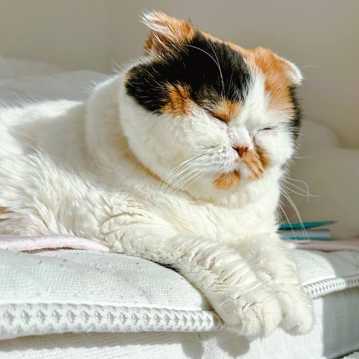 33d8dbc9 582a 4fe4 8210 0b7a3b7105a2 1731987141016