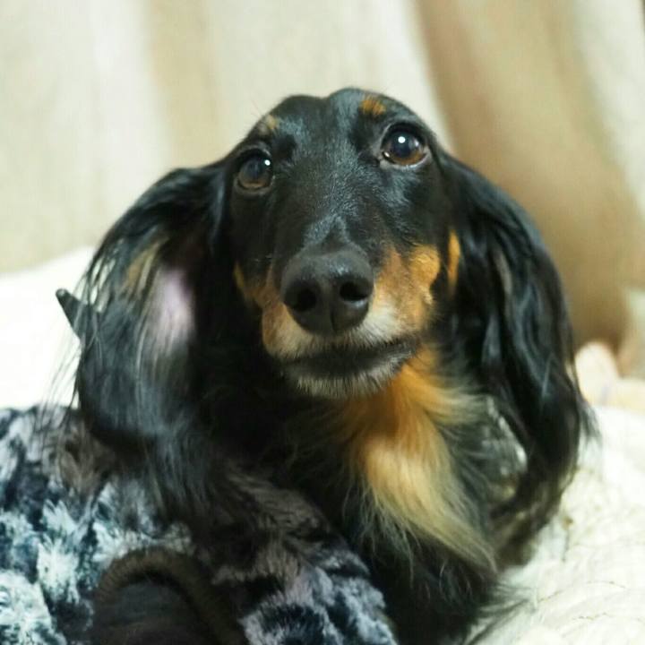 33dafbc7 b0b0 447c b3b2 490c67d44702 1582894310862