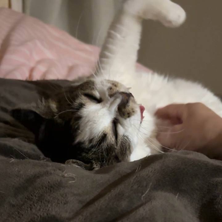 33dee0c3 0edc 4813 bc39 15f91d405c1c 1764027529160