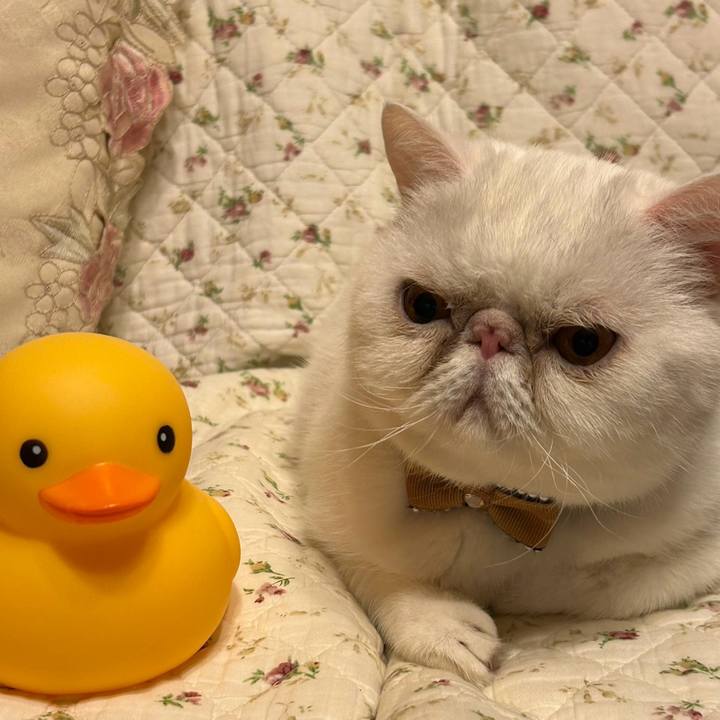 33e0404a e44d 4f1c b1a7 a6216e0fc4cd 1761967831889