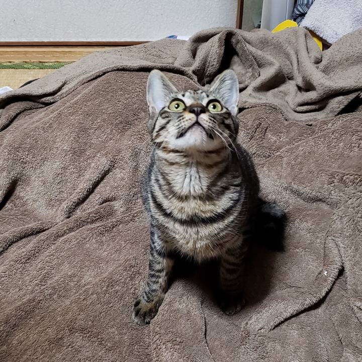 33e2a825 1536 4d07 ac4c f79cebe5470b 1541846460818