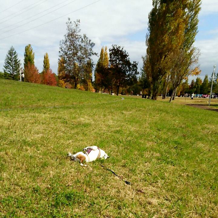 33e4fac2 9306 4c44 a041 74648b584448 1510464680758