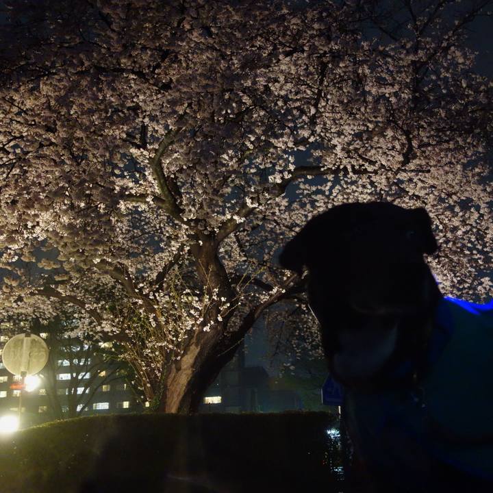 33e878ef de8d 44c1 9db1 247d3125e5dc 1679569861362