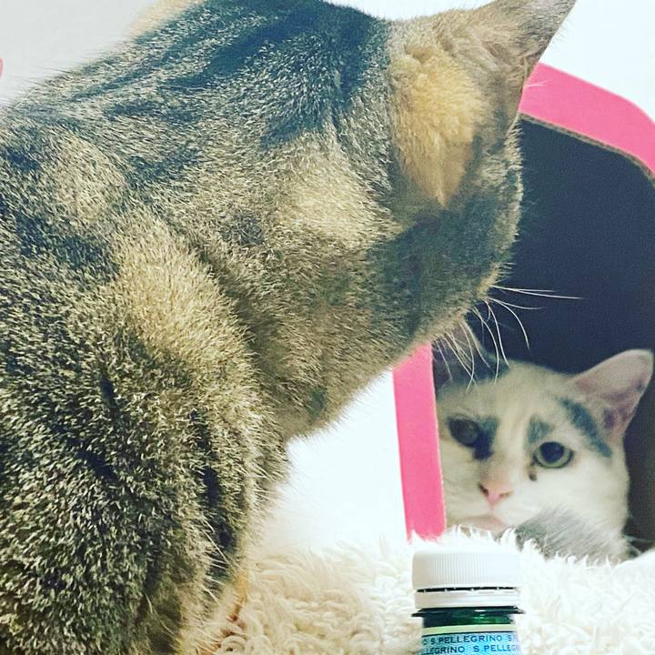 33ea71de 793d 4671 bfdd 8e52346fa84f 1589978629129