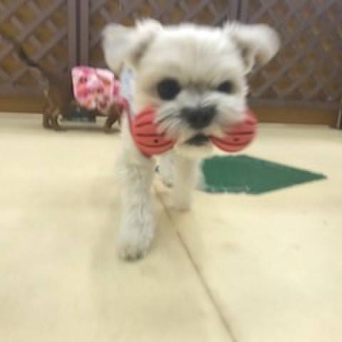 33ed03b0 c48e 453e 9886 5b595de9ac10 1512559377436