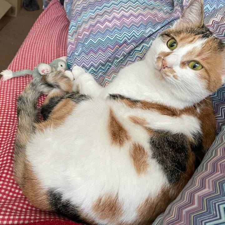 33eecf04 ee93 4828 9e11 054482baf1d8 1605912094256