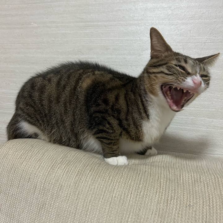 33ef89e7 53d6 4160 86d4 0d50ef005093 1764420283771