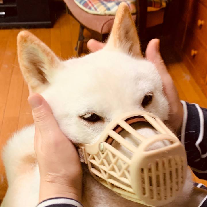 33f06186 cd60 4687 8130 c6ad593ea1b0 1593896634765