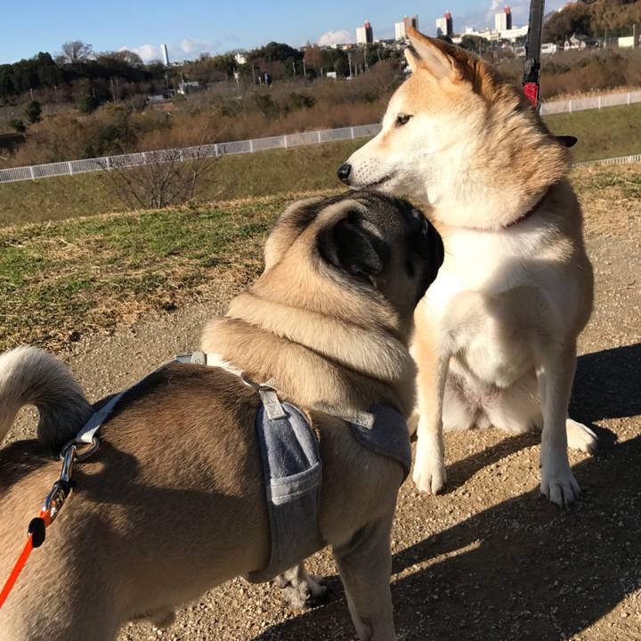 33f0d0da 3396 40de 8ab2 45f5a33c2676 1512792057584