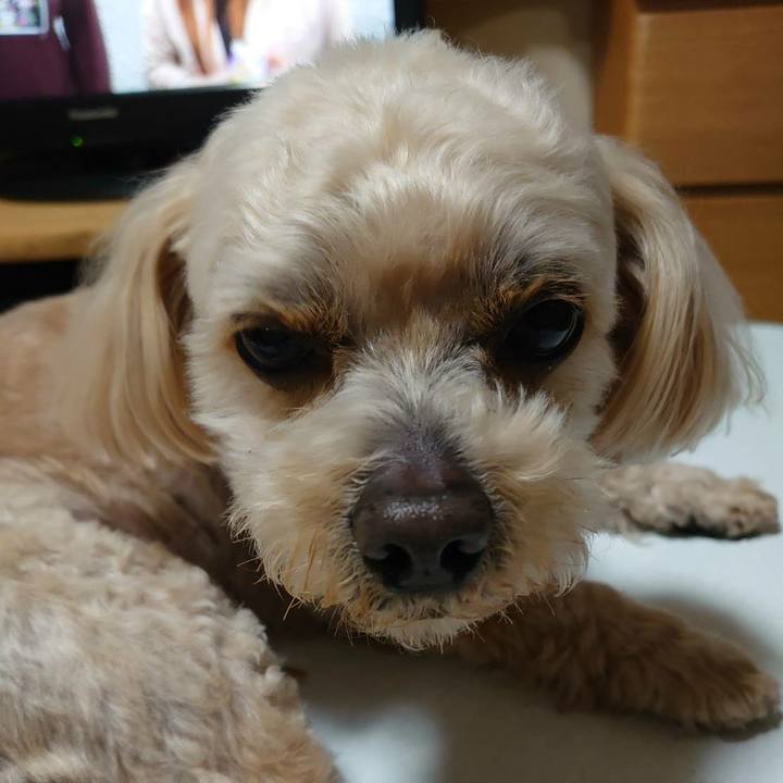 33f14fee 3b8c 4f2a a239 d42d76fda4ad 1589199008731