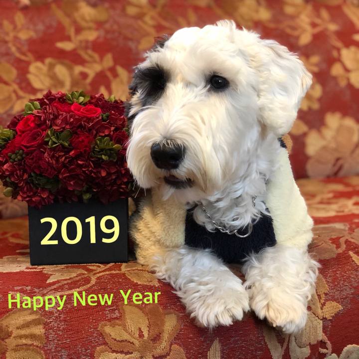 33f3414b a687 43cd bce1 ba7049c8a907 1546338657675